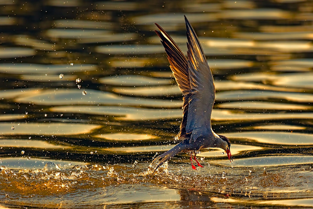 Tern Splashdown