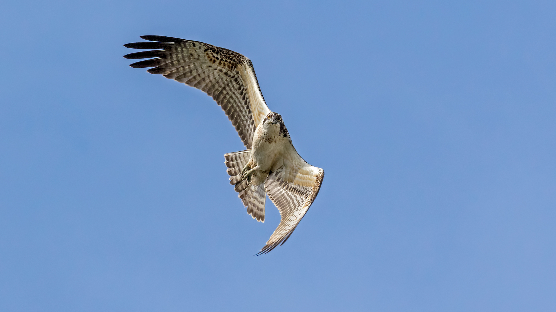 Osprey in flight at Weston Turville