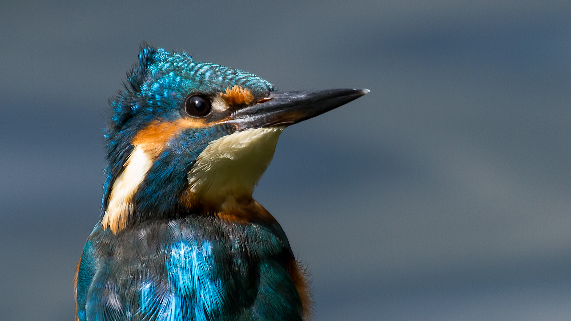 Male Kingfisher