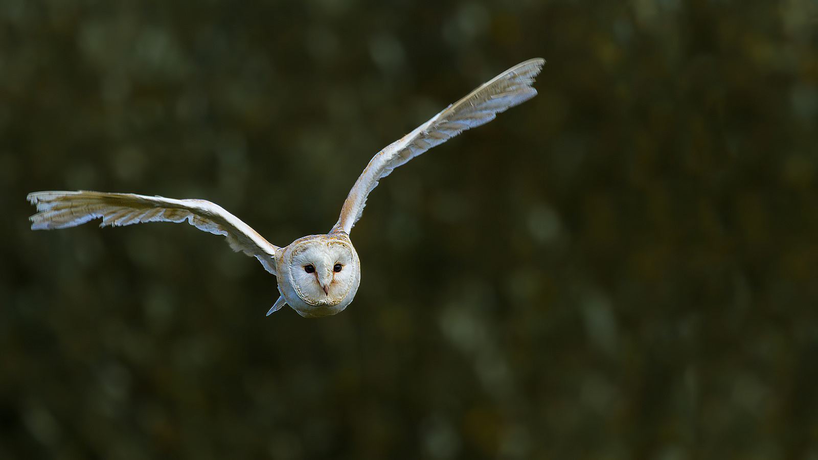 Barn Owl in Flight