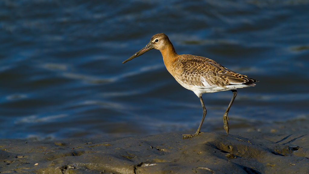 Godwit - By Phill Luckhurst