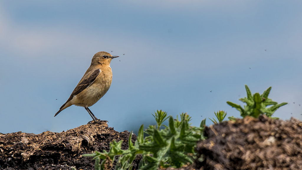 Wheatear