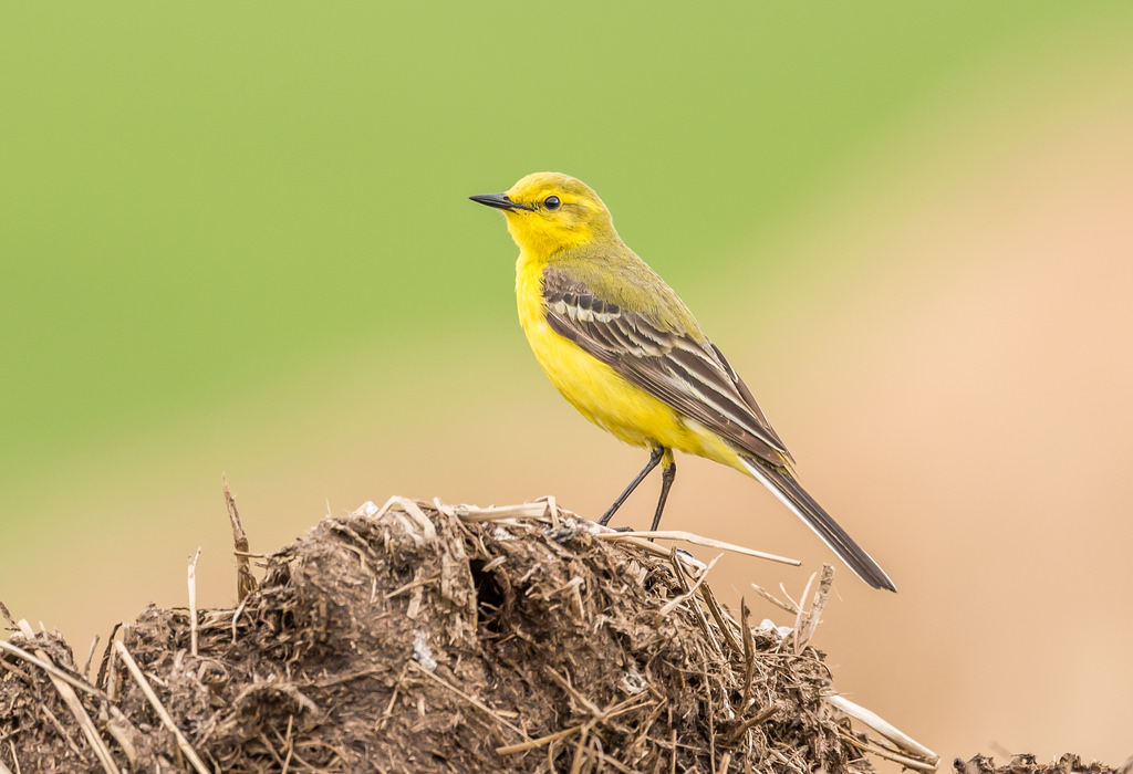 Male Yellow Wagtail - By Paul Higgs