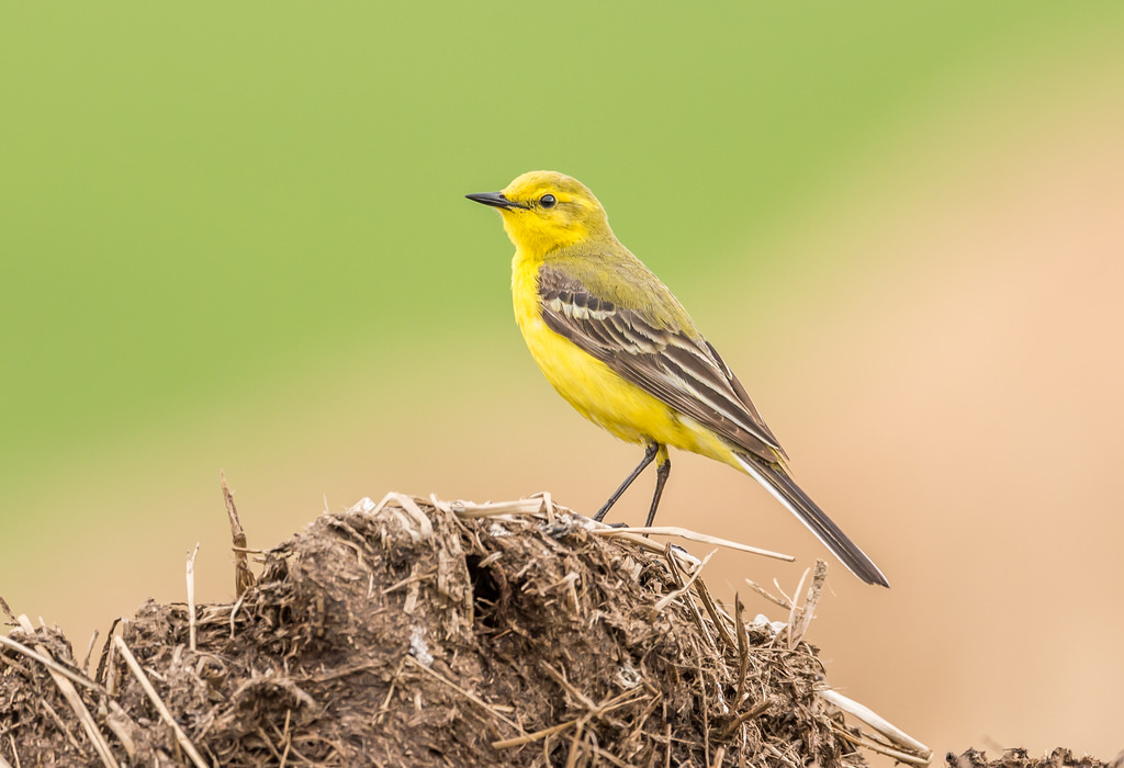 Male Yellow Wagtail - By Paul Higgs Male Yellow Wagtail - By Paul Higgs