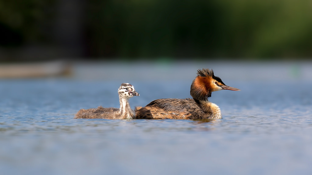 Great Crested Grebe with Chick - By Phill Luckhurst