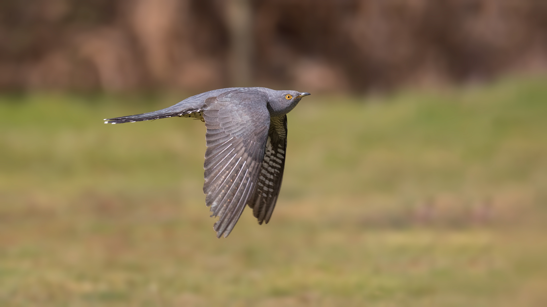 Cuckoo In Flight