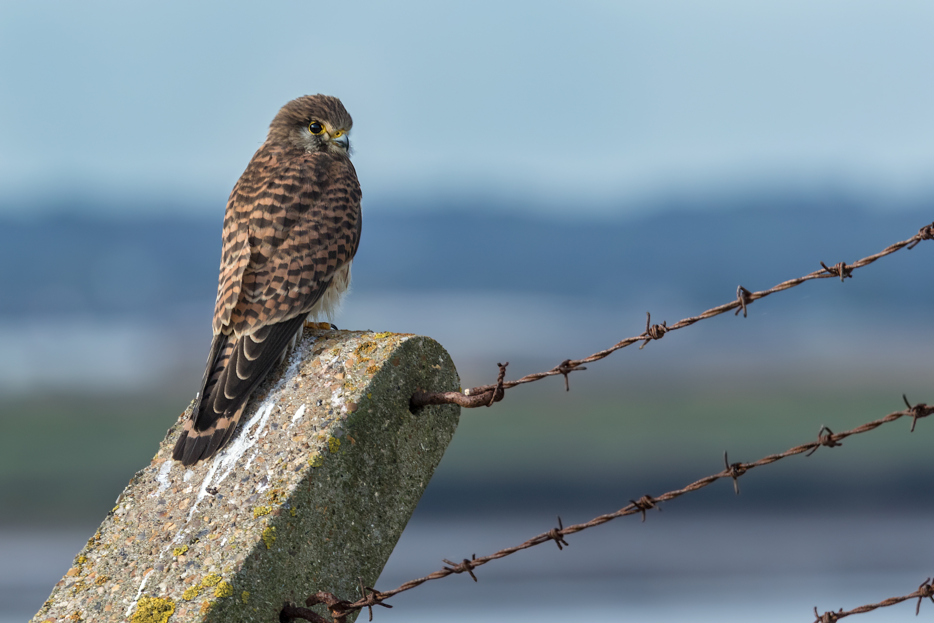 Kestrel