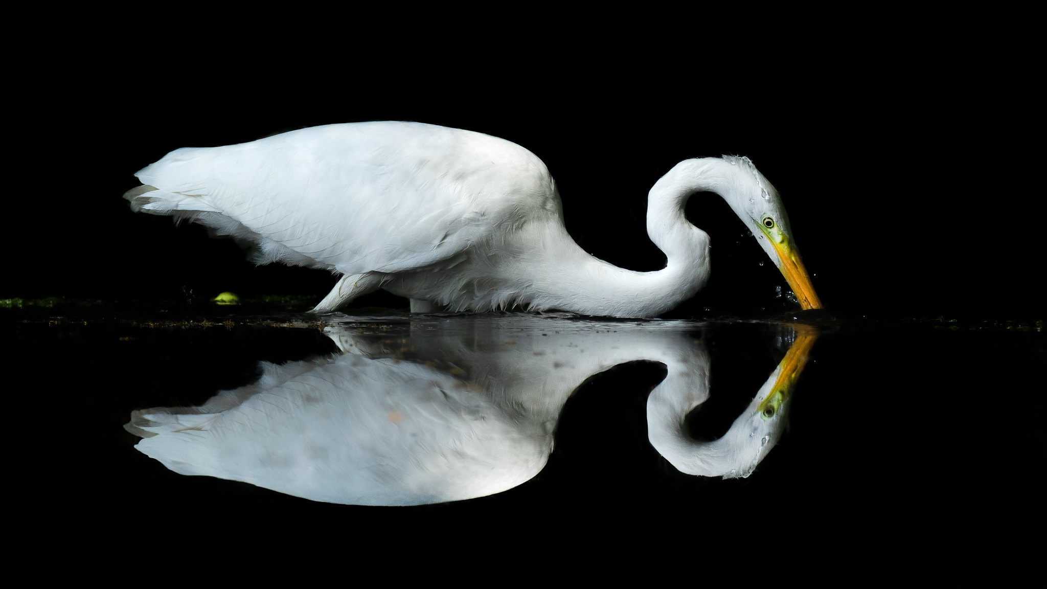 Great White Egret