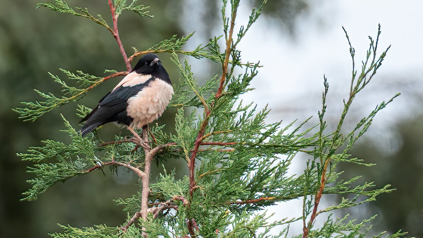 Birds