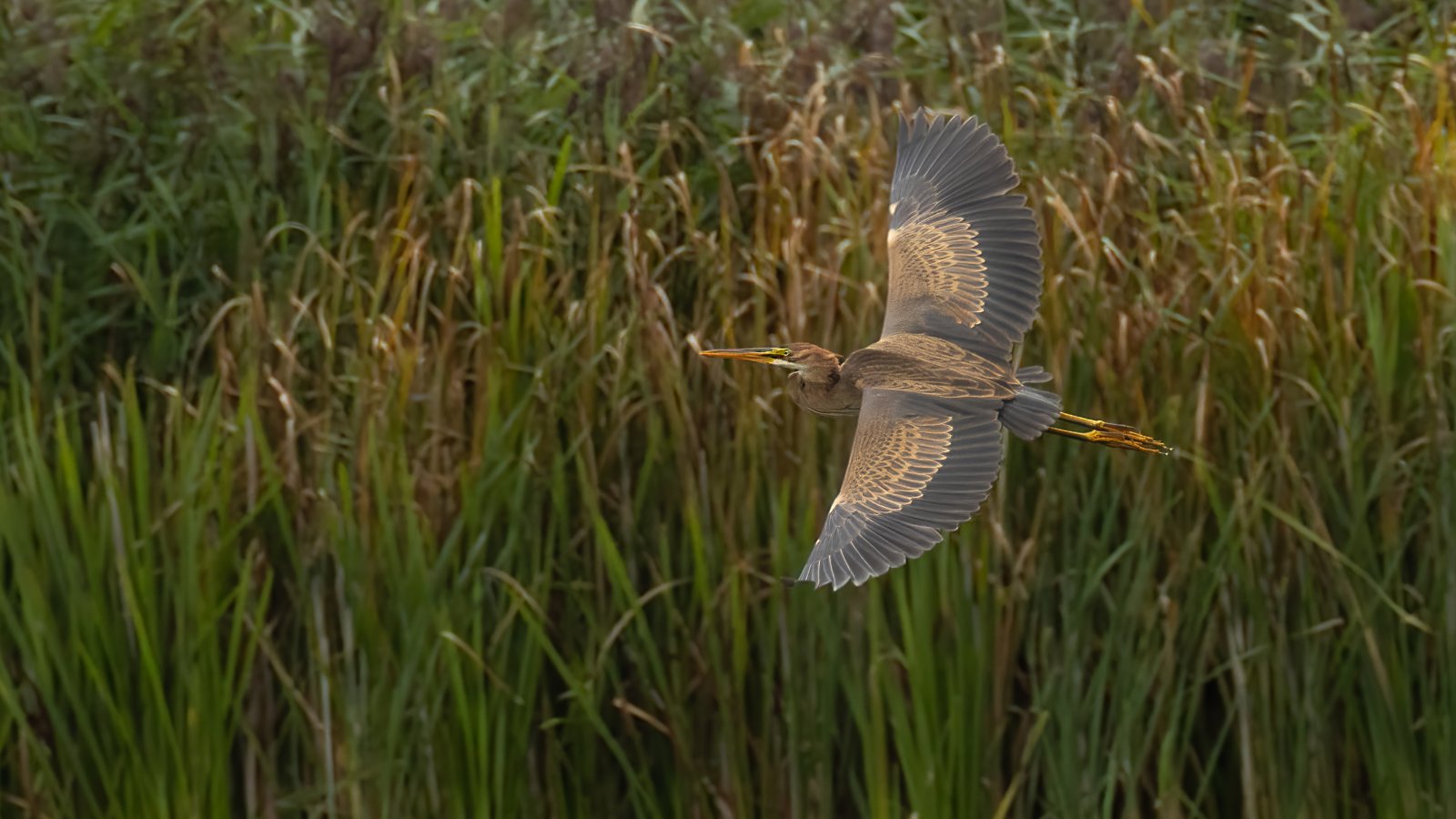 Birds