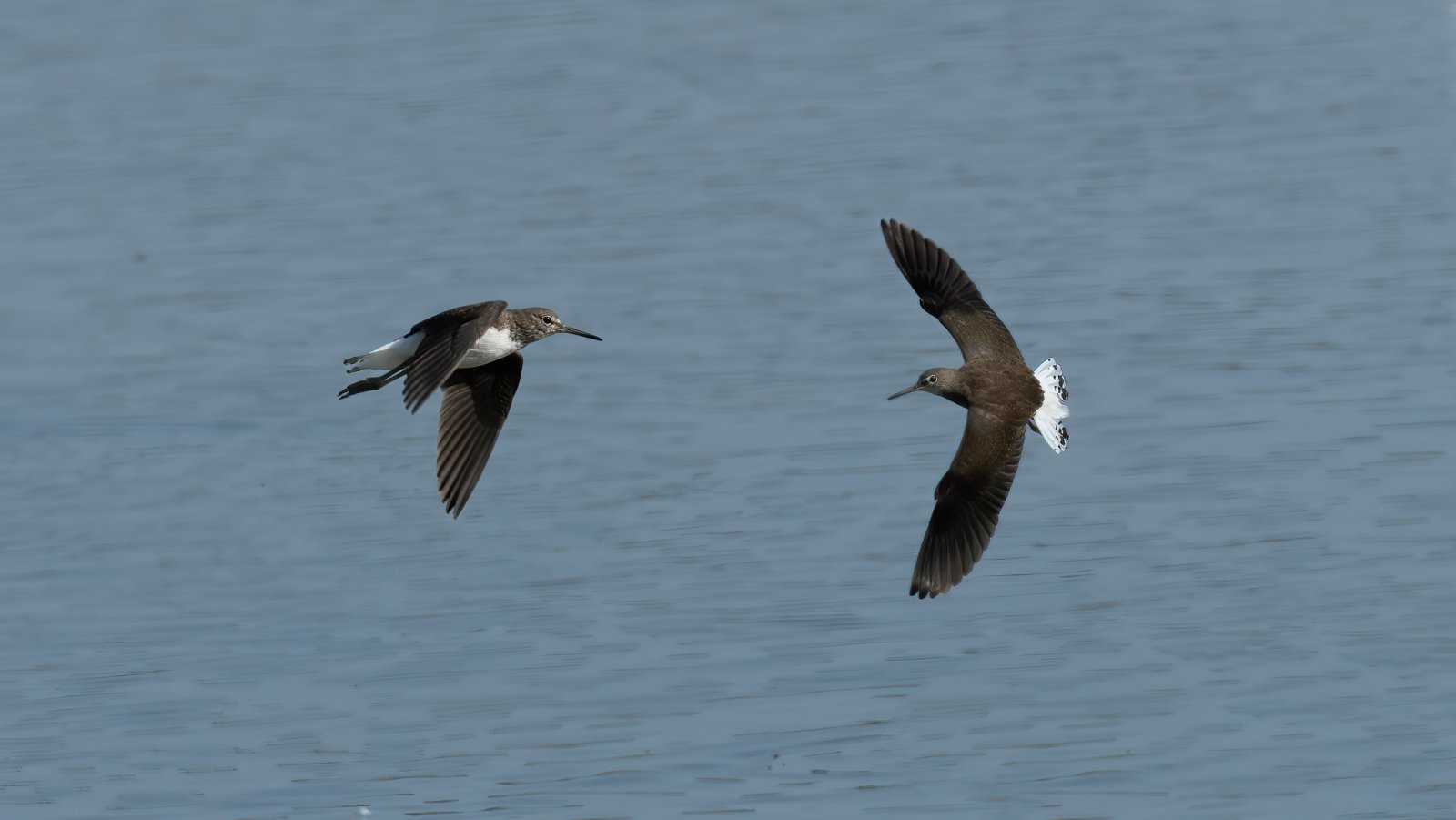 Birds