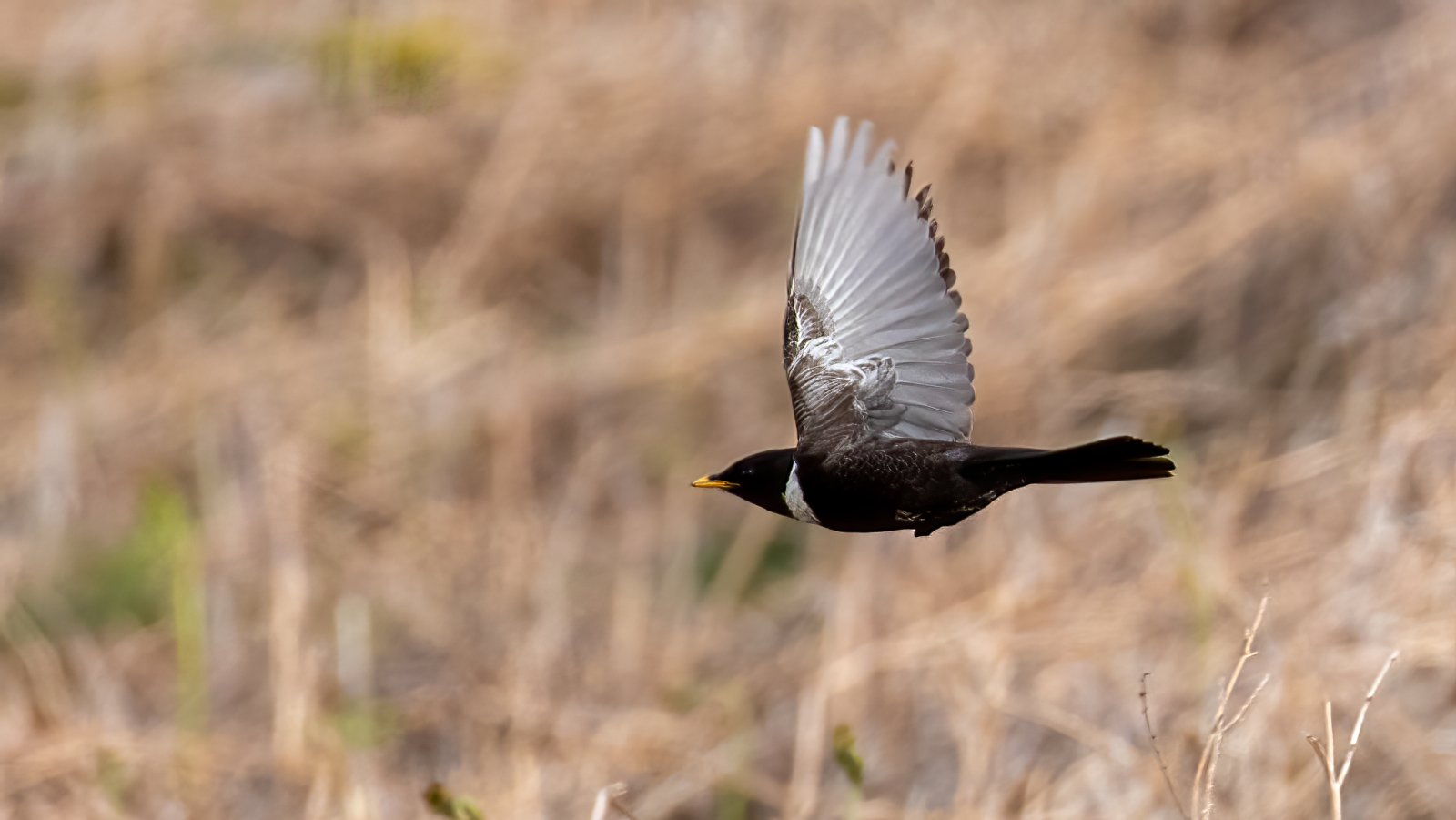 Birds