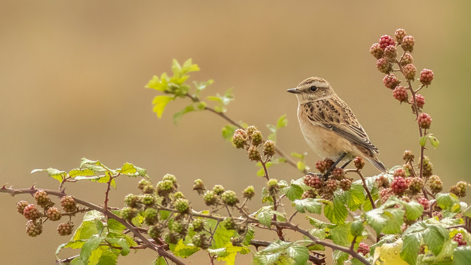 Birds