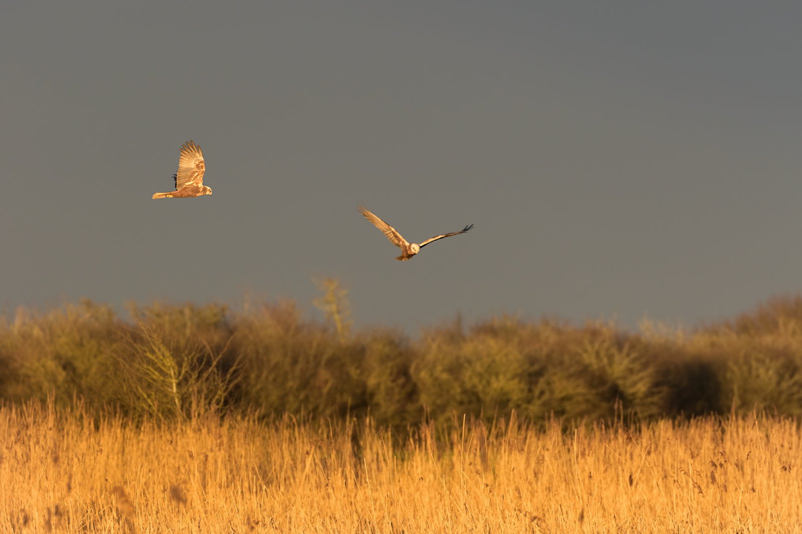 Birds