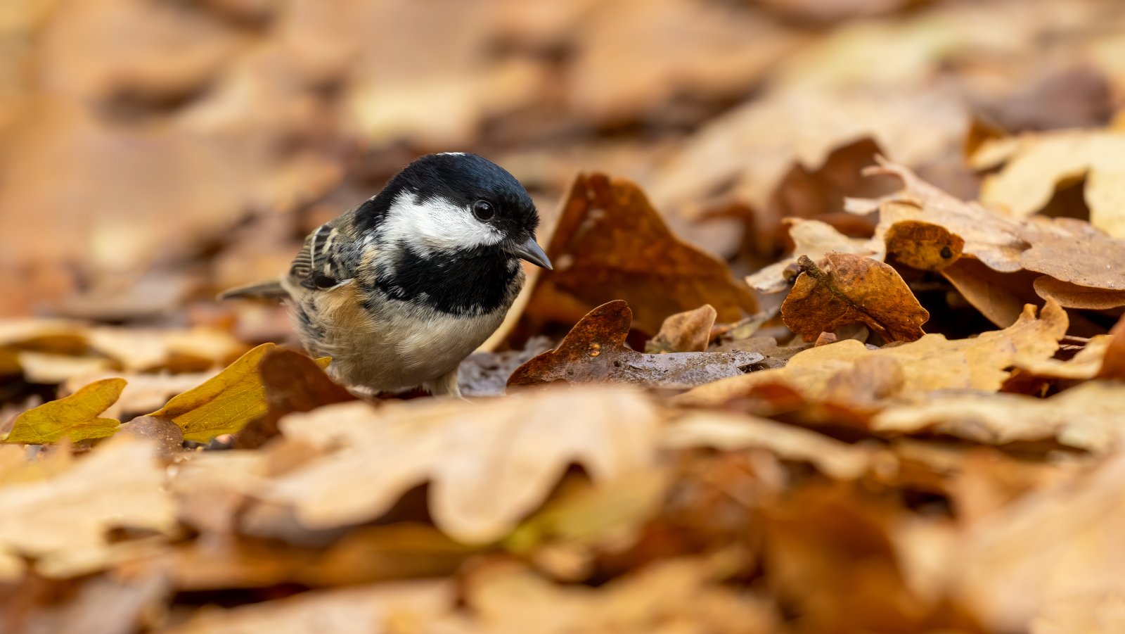 Birds