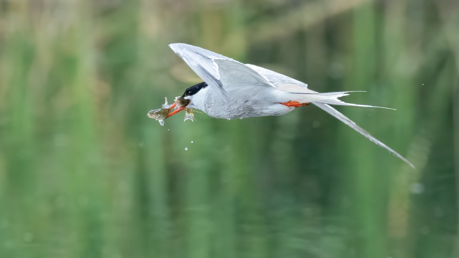 Birds