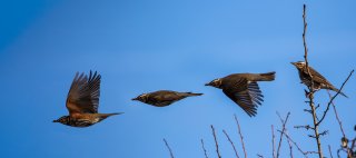 Birds