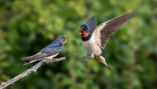 Birds