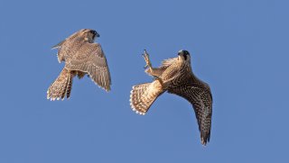 Birds