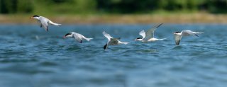 Birds