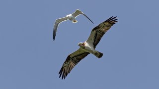 Birds