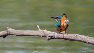 Birds