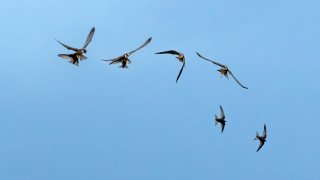 Birds