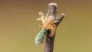 Macro & Insects