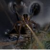 Macro & Insects