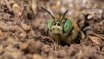Macro & Insects