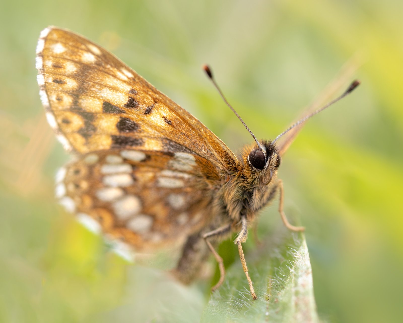 Macro & Insects