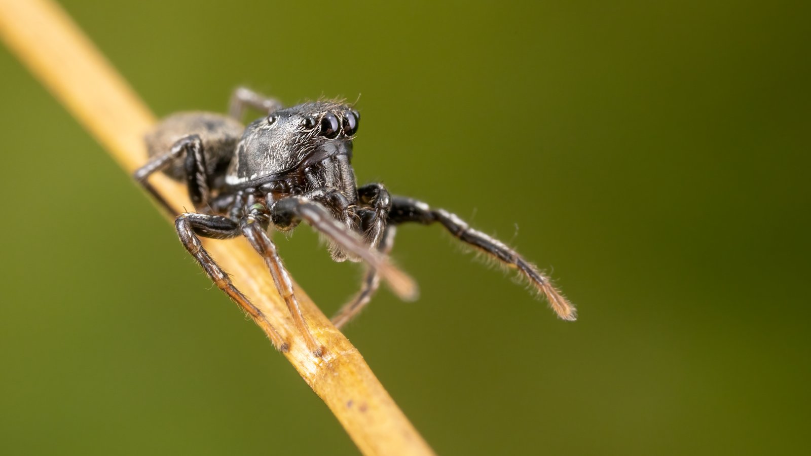 Macro & Insects