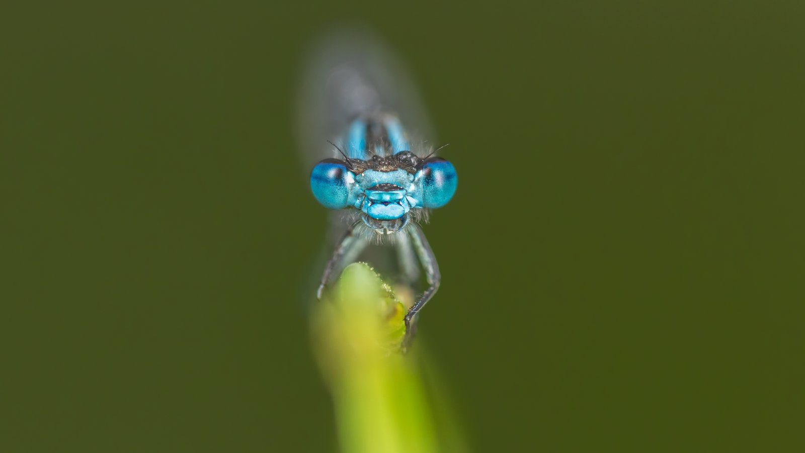 Macro & Insects