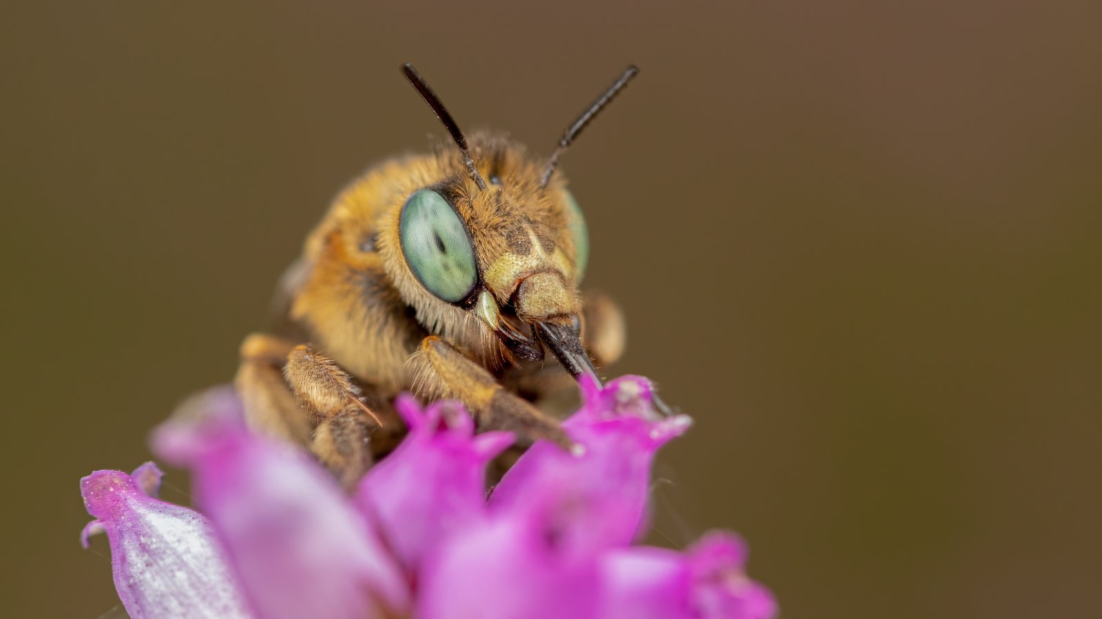 Macro & Insects