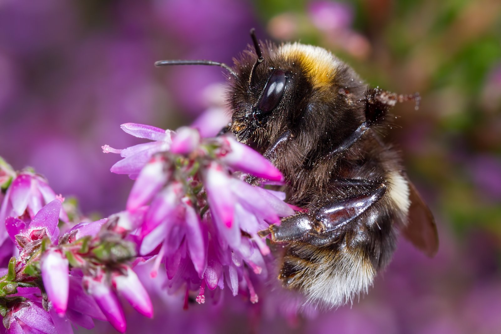 Macro & Insects