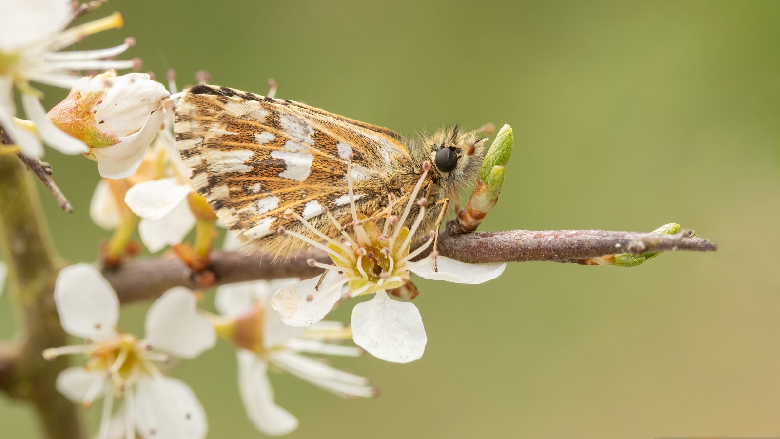 Macro & Insects