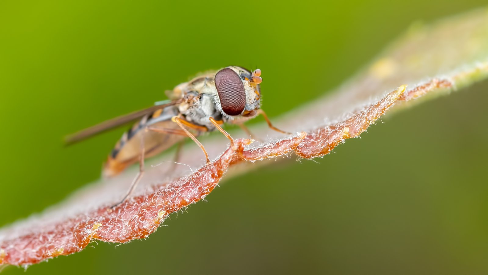 Macro & Insects