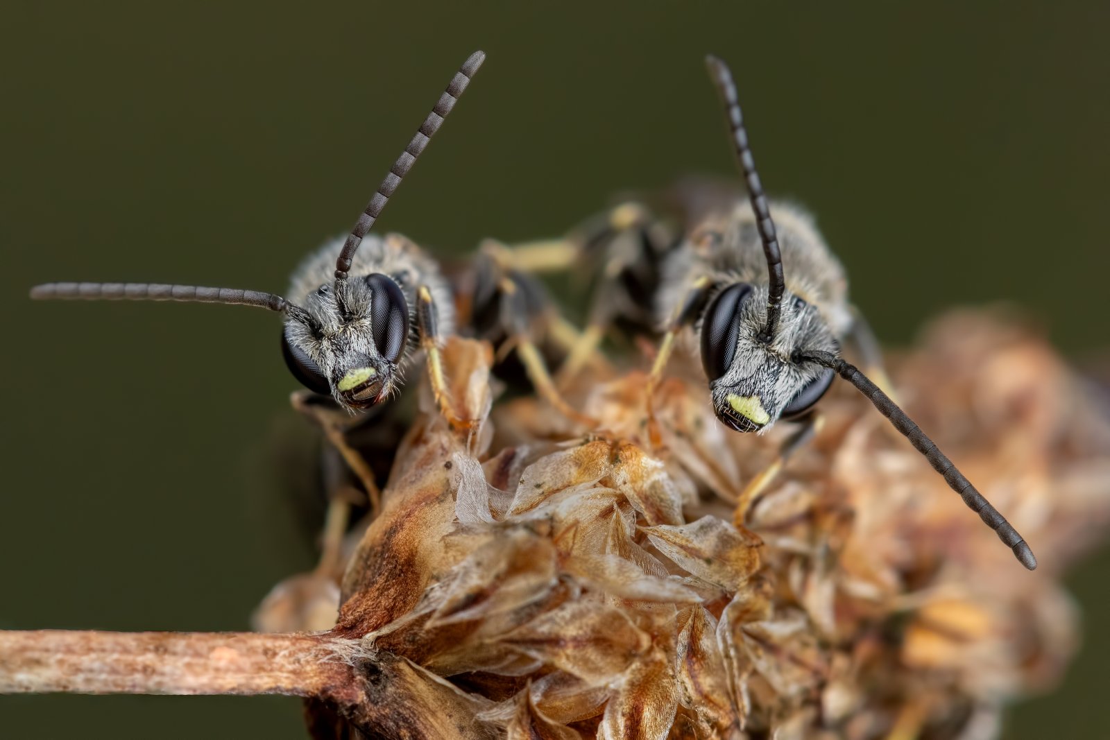 Macro & Insects