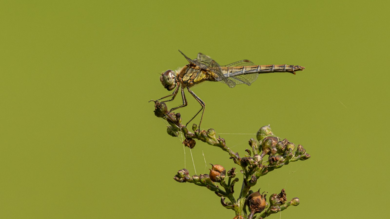 Macro & Insects