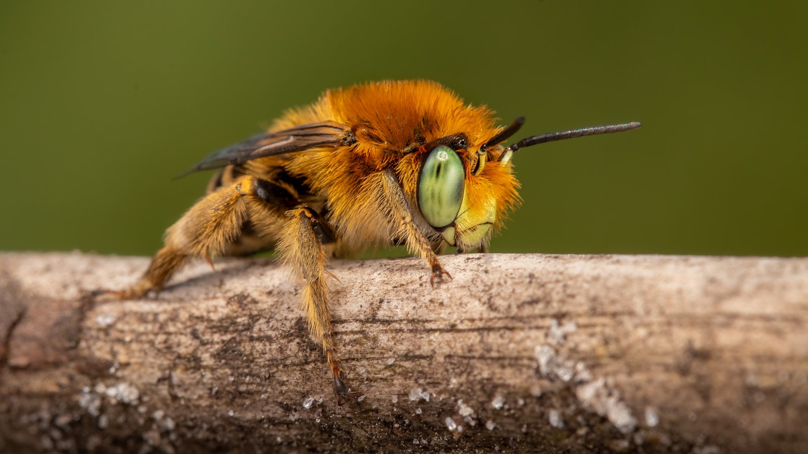 Macro & Insects