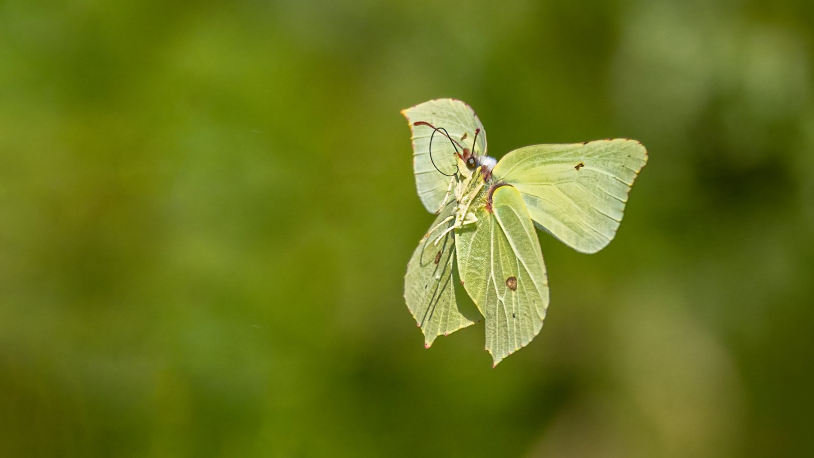 Macro & Insects