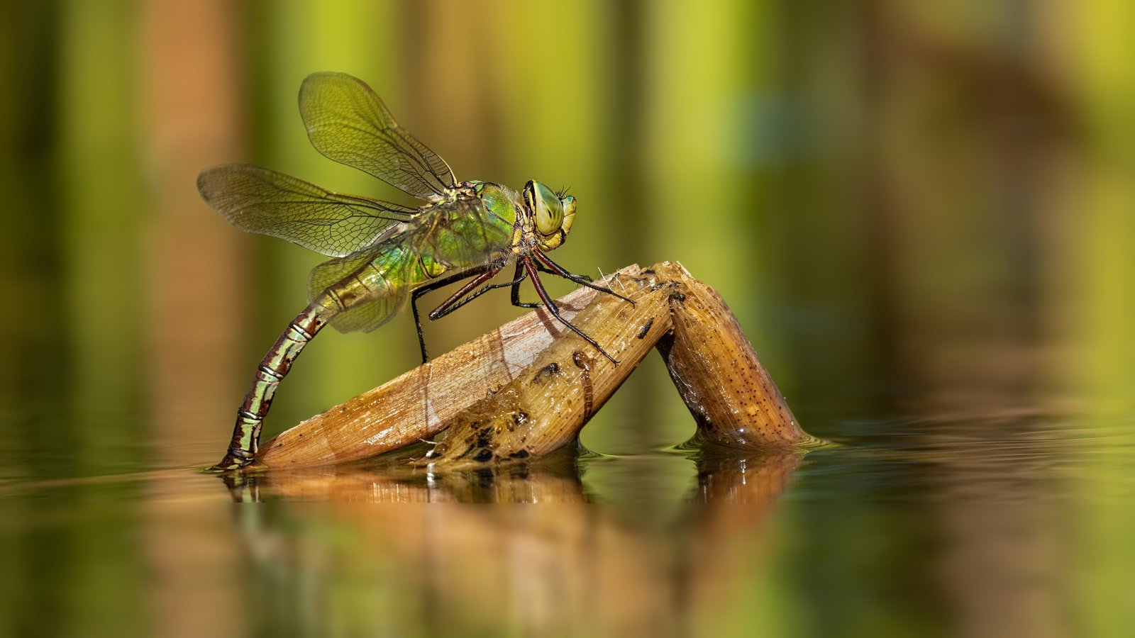 Macro & Insects