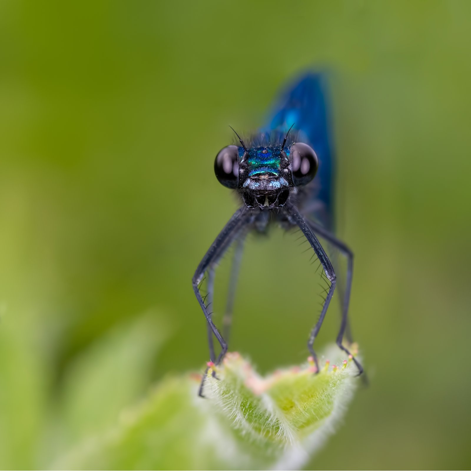 Macro & Insects