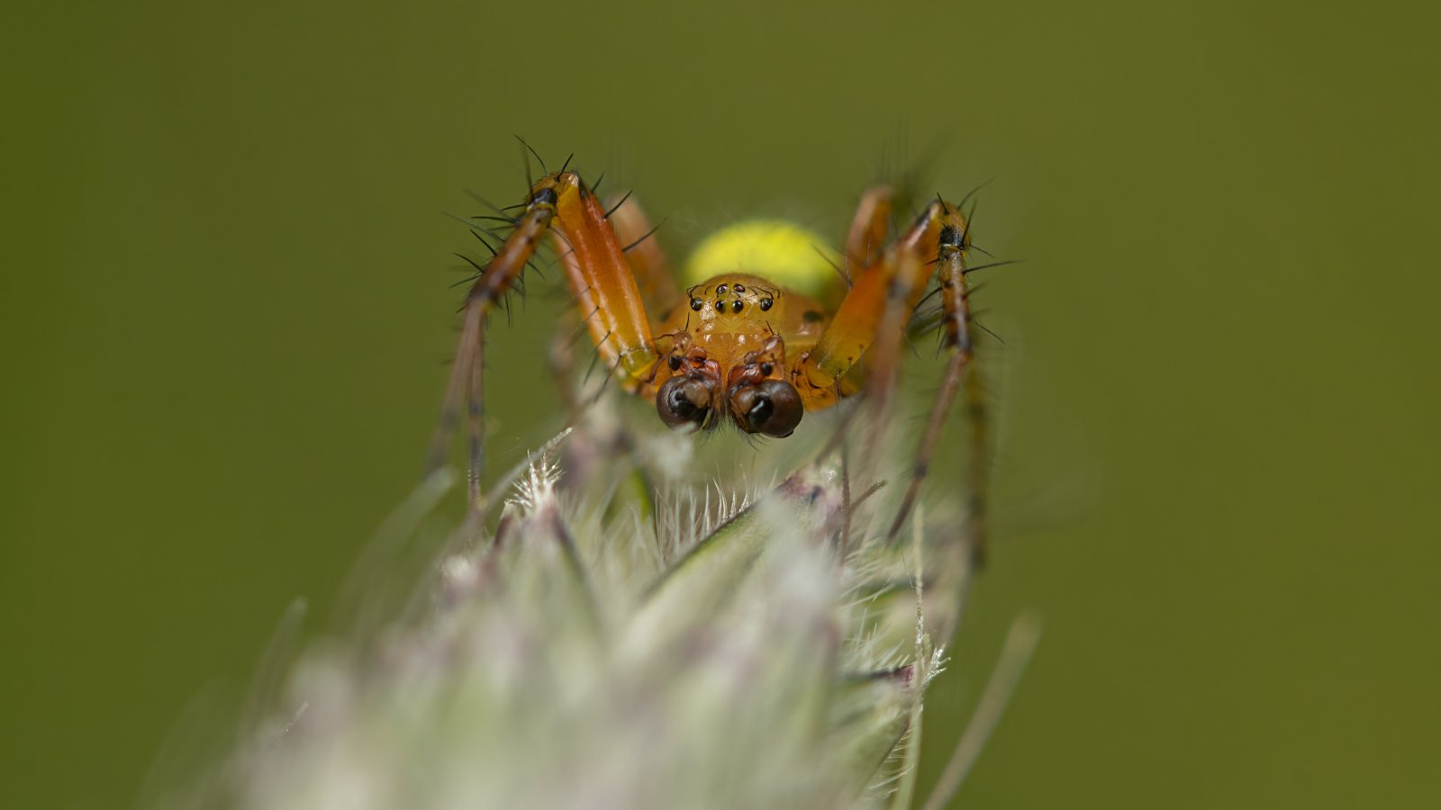 Macro & Insects