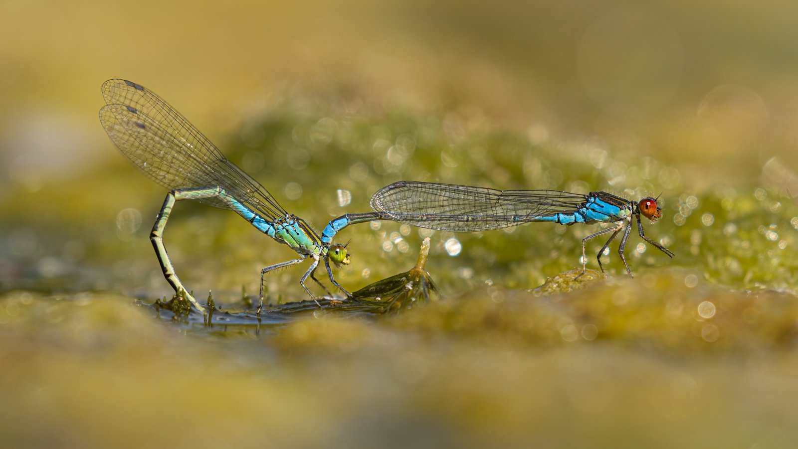 Macro & Insects