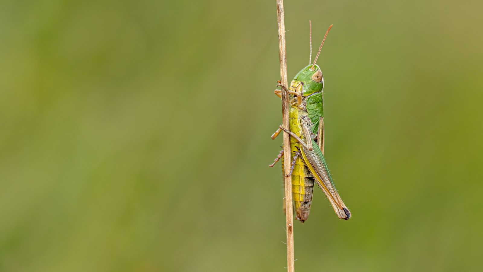 Macro & Insects