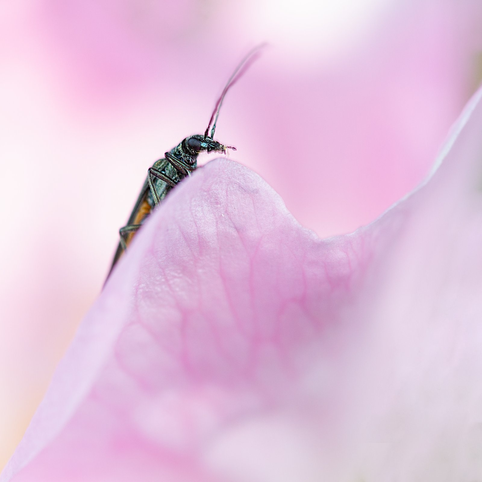 Macro & Insects