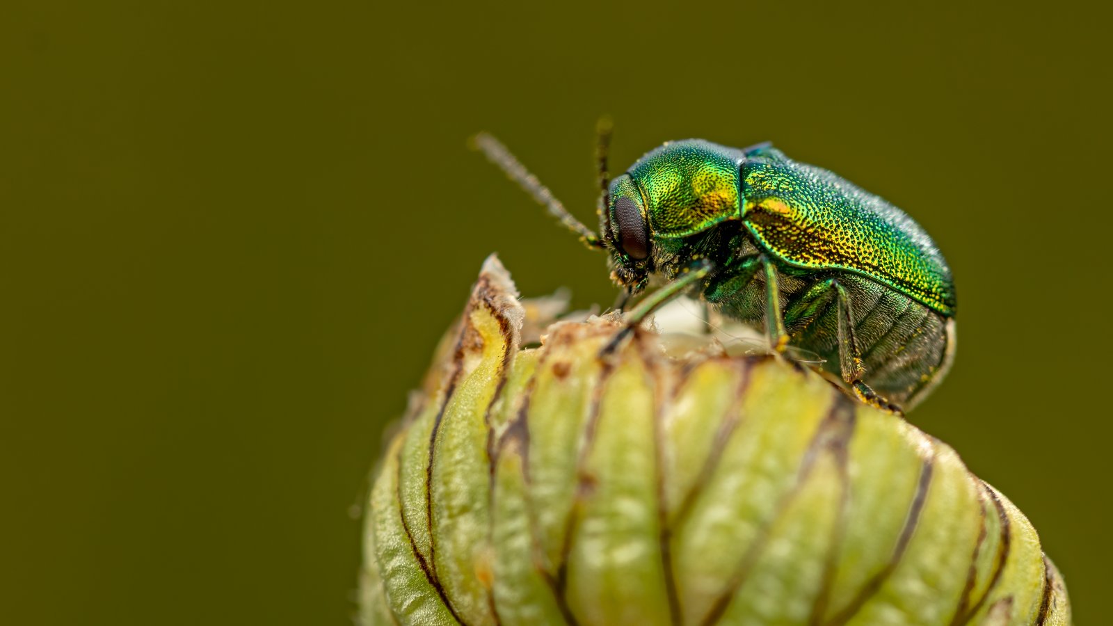 Macro & Insects