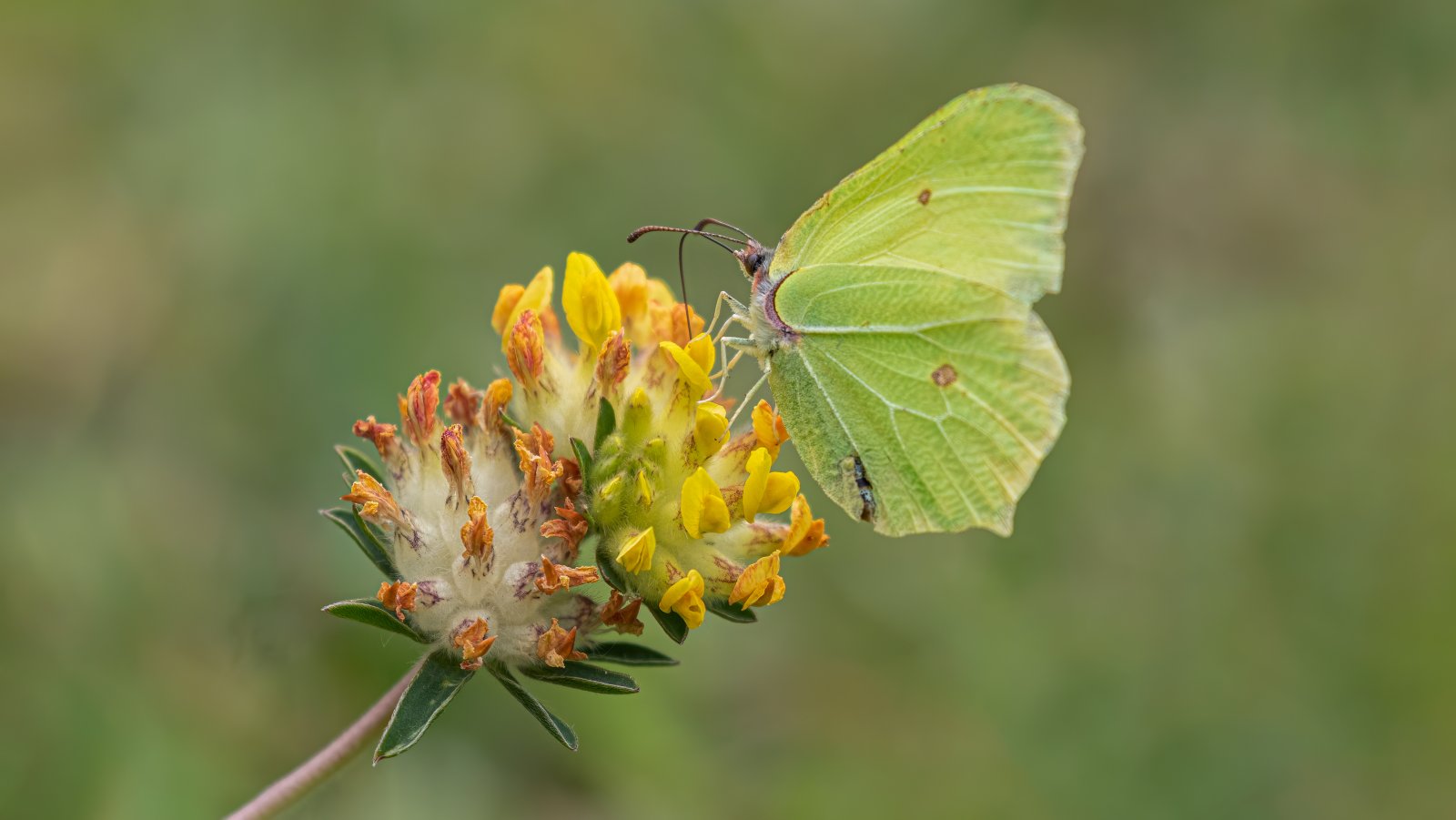 Macro & Insects