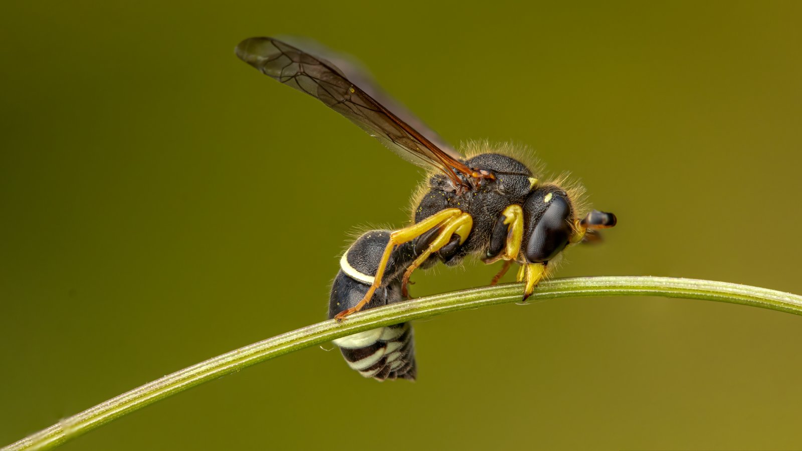 Macro & Insects